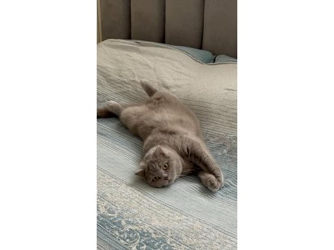 Sevgi dolu bir aileye sahiplendirilecek kedimiz