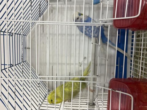 Jumbo muhabbet kuşları takım