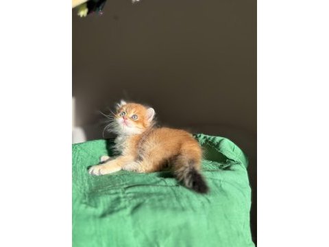 Show kalite golden ny11 british longhair