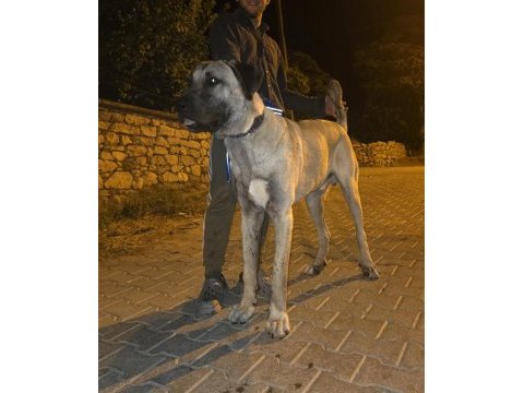 10 aylık erkek kangal çok kalite