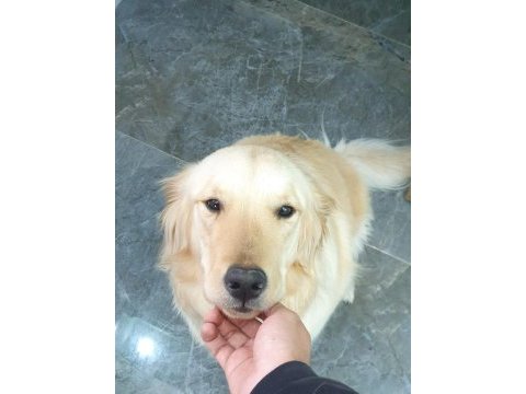 Çok sevecen dişi golden retriever