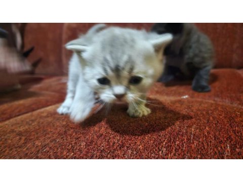 Scottish fold garibanlar yuva bekliyor
