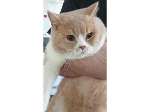 Ücretsiz british shorthair erkek