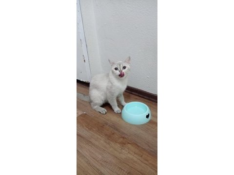 Ücretsiz sahiplendirme british shorthair