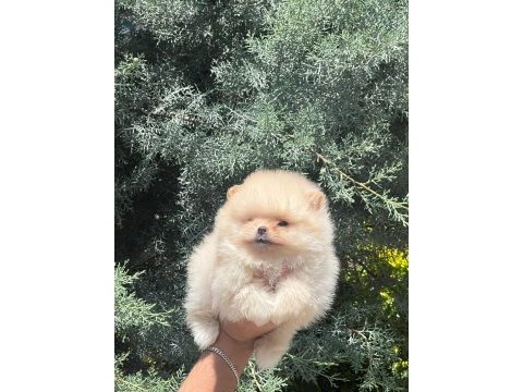 Ankaranın en gözde pomenerian boo yavruları