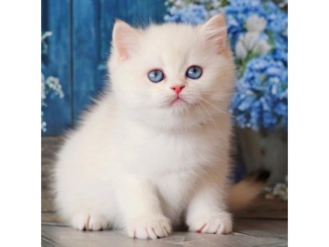 Kar beyaz silver british shorthair 