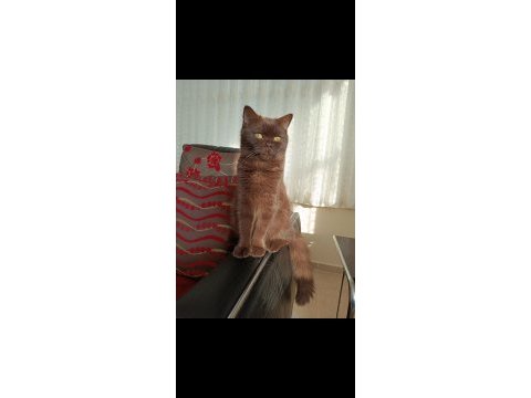 Çikolata tatlılığında british shorthair kedim