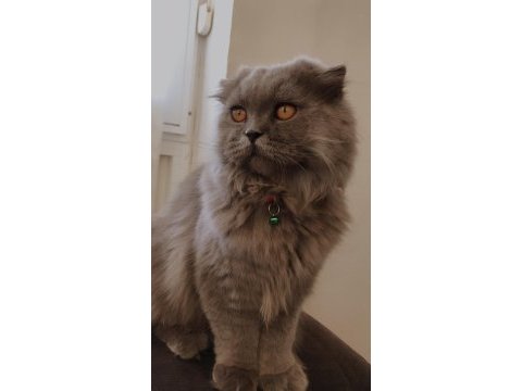 Ücretli sahiplendirme scottish fold