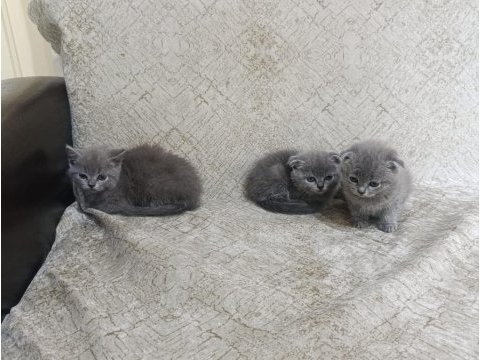 Kaliteli sağlıklı british shorthair yavrular