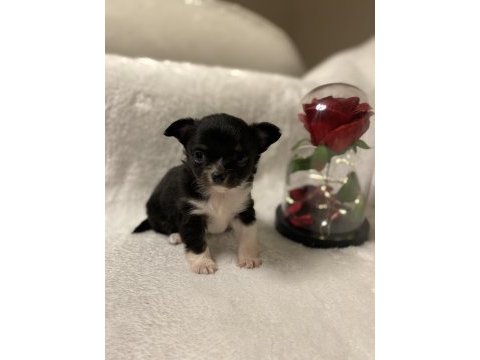 Ev ortamından teacup chihuahua yavrular