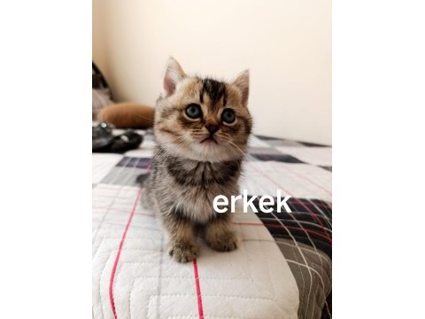 Beyaz ve golden kısa tüylü british yavrularım