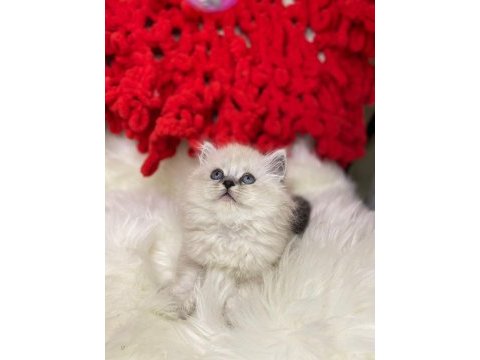 Bembeyaz british longhair kar tanelerim sahiplerini bekliyor