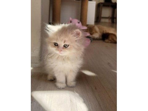 British longhair dişi yavrumuz