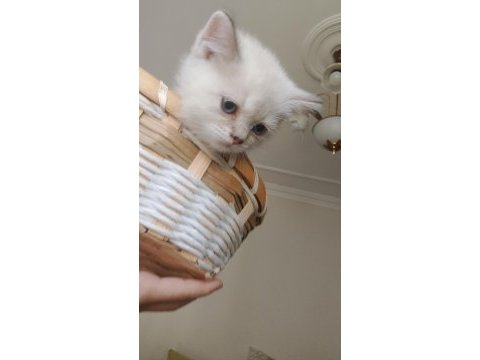British shorthair kedimiz