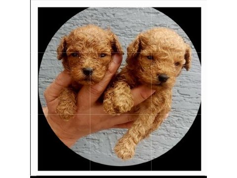 Toy poodle tatlı yavrular