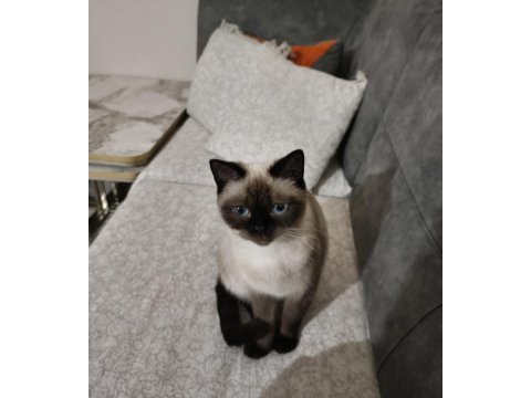 British blue point kedim ücretsiz sahiplendirilecektir