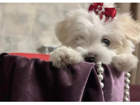 Orjinal maltese terrier yavrularımız dişi ve erkek