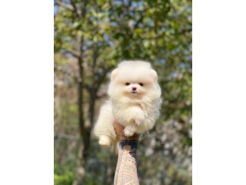 2.5 aylık orijinal pomeranian boo yavrular