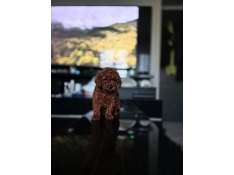 Kore toy poodle yavrular