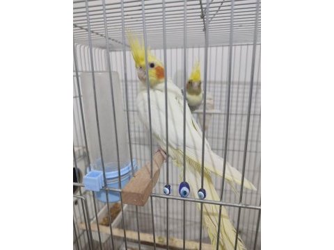 2 yaşında hazır sultan papağanı takım yuvalık kafes yemlik