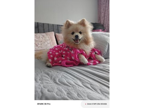Pomeranian boo köpeği 10 aylık
