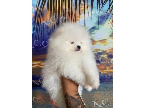 A kalite pomeranian 70 günlük yavru