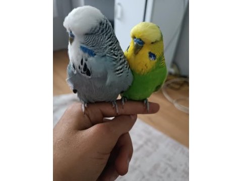 Ele alışkın şov erkek ele yarı alışkın jumbo erkek muhabbet