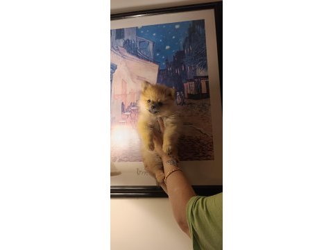 Sevimli pomeranian bebeklerim
