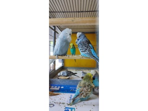 Şov jumbo muhabbet kuşu