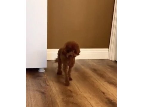 Kore teacup 15 aylık dişi 1400 gr 18 cm poodle