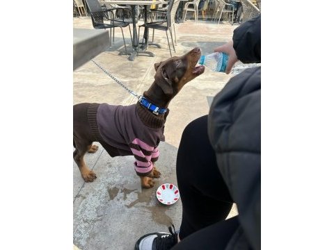 4.5 aylık dünya tatlısı saf kan doberman kızım hera