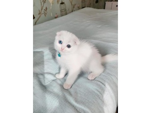 Minnoş gözlü bebek scottish fold