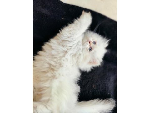 Dişi british longhair yavruma da yuva aranıyorum