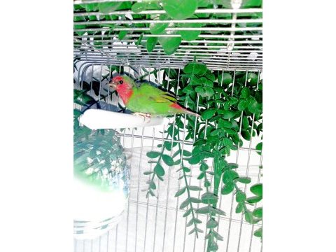 Üç aylık ağır parrot papağan ispinozu yavrusu