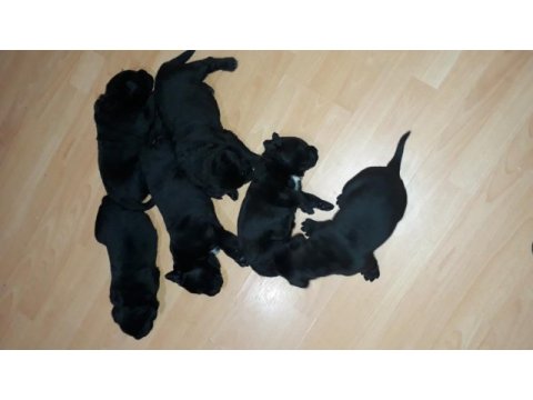 A scr cane corso bebekler 04,04,2024