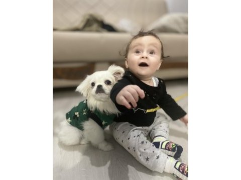 Son 1 hafta her şeyi ile verilecek pekinez
