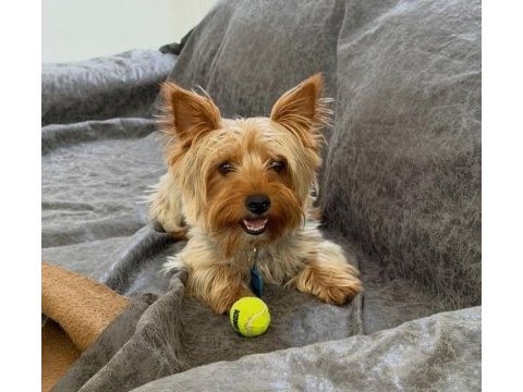 Çok uyguna terrier köpeğimiz