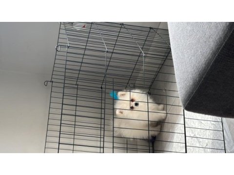 3 aylık erkek pomeranian
