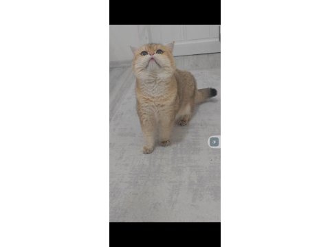 British shorthair kedimiz
