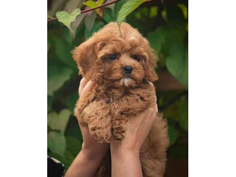 Baby face maltipoo yavrularımız
