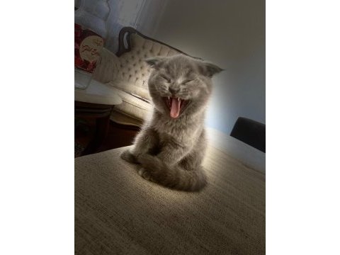 Scottish fold kedimizin yavruları