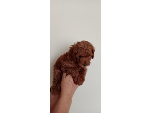 Poodle akademi köpeği