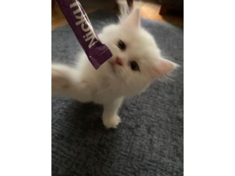 İnci gibi beyaz british longhair safkan