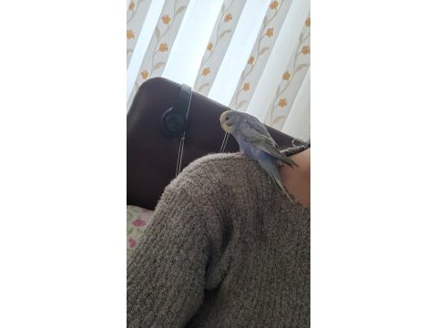 1 aylık yavru muhabbet kuşu erkek