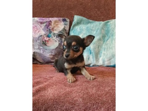 Minyatür pinscher