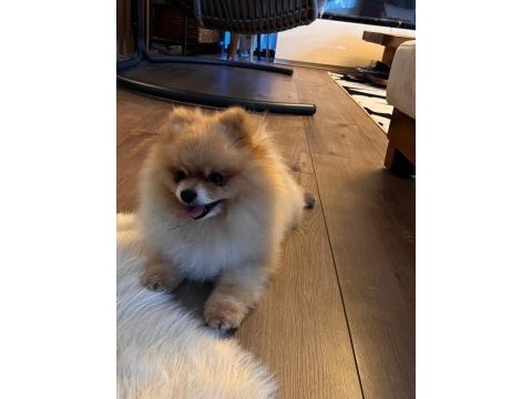 Pomeranian oğlumuz yeni eş adaylarını aramaktadır