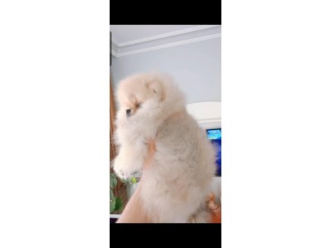 Pomeranian boo dişi yavru