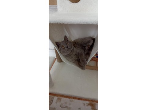 Kedimiz pofimizi mecburi sebeplerden sahiplendiriyoruz