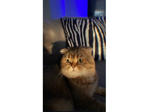 2 yaşında sağlıklı scottish fold
