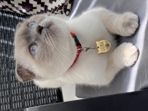 Scottish fold dişi 2 yaşında